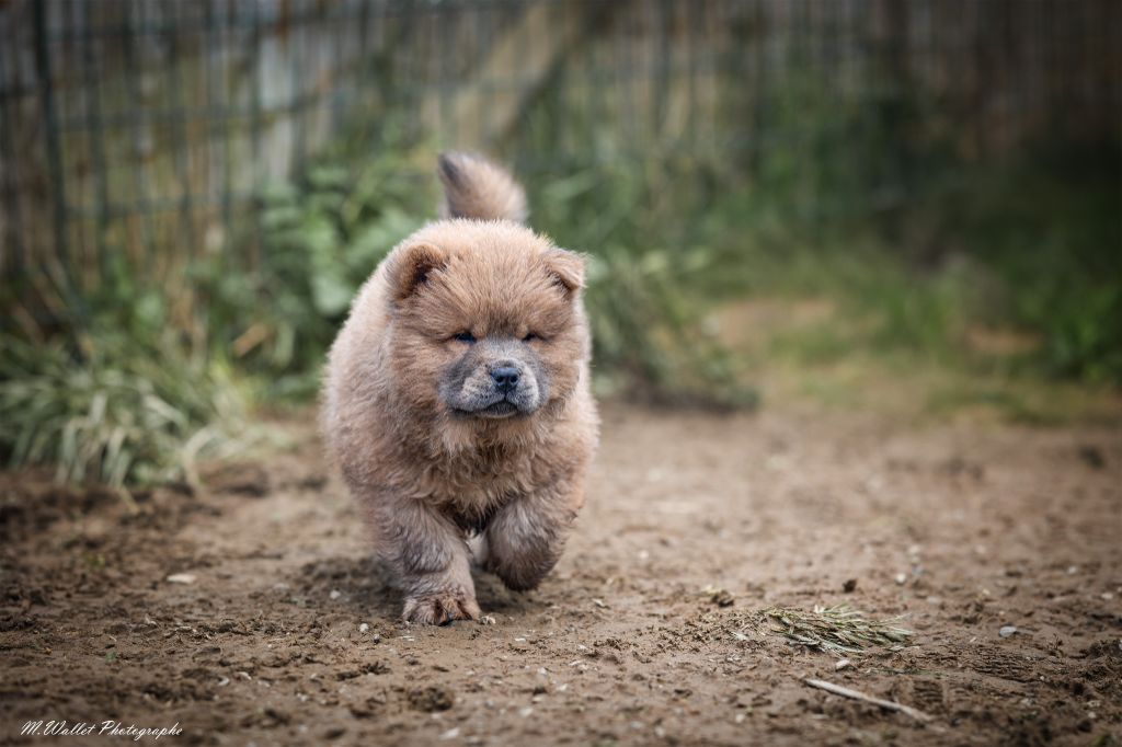 chiot Chow Chow D'Earth Of Legends