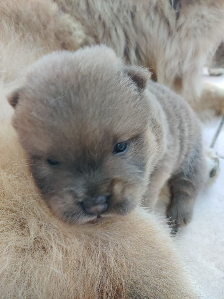 D'Earth Of Legends - Chow Chow - Portée née le 09/08/2025