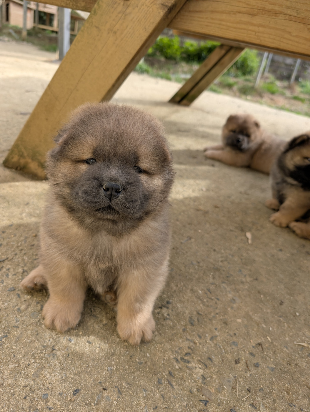 D'Earth Of Legends - Chiots disponibles - Chow Chow