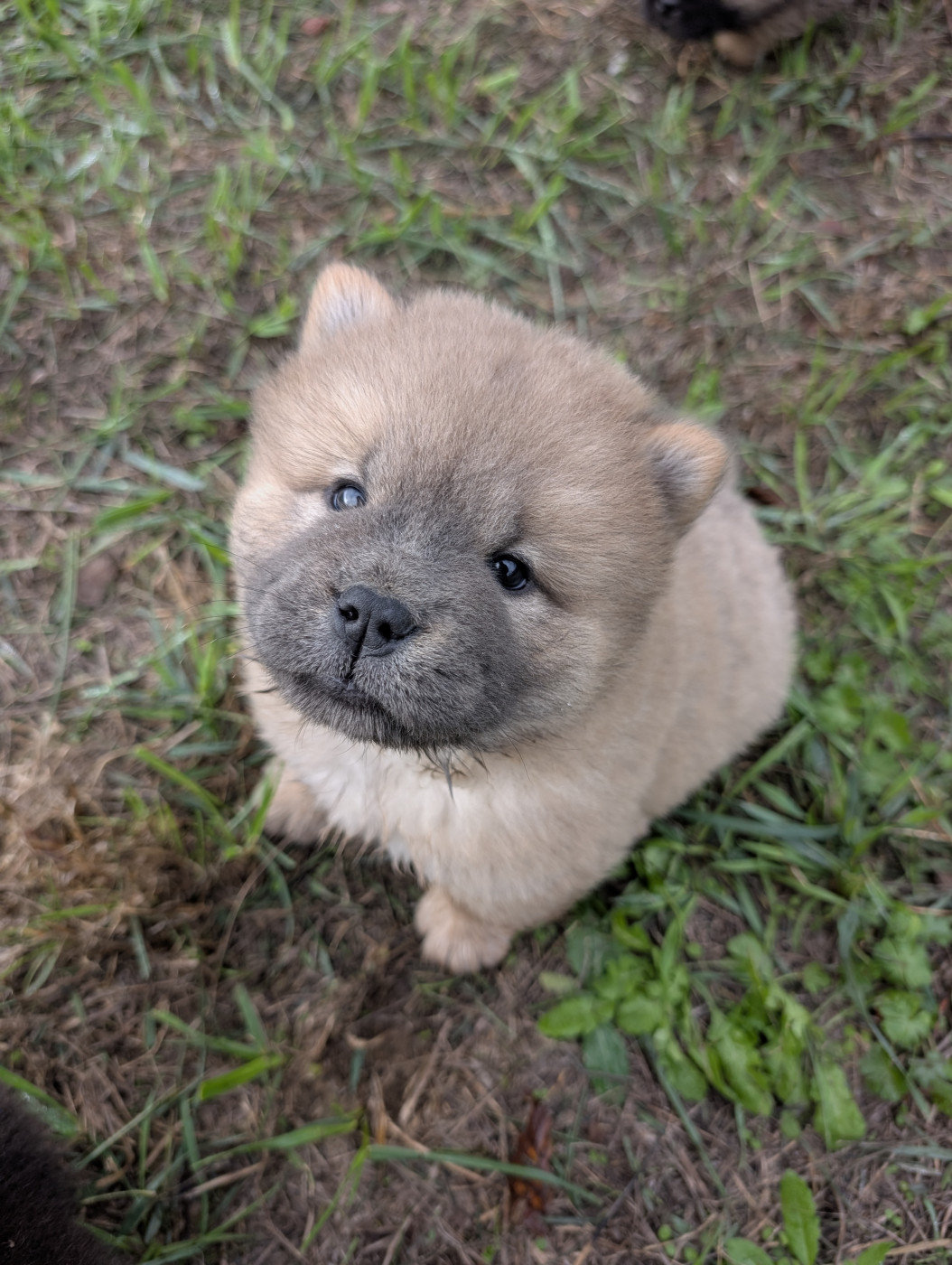 D'Earth Of Legends - Chiots disponibles - Chow Chow