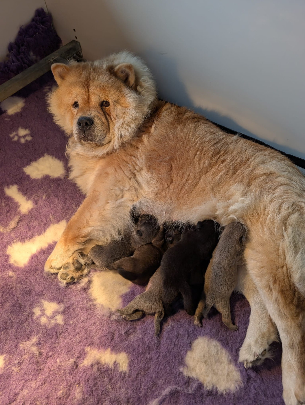 Chiot Chow Chow D'Earth Of Legends