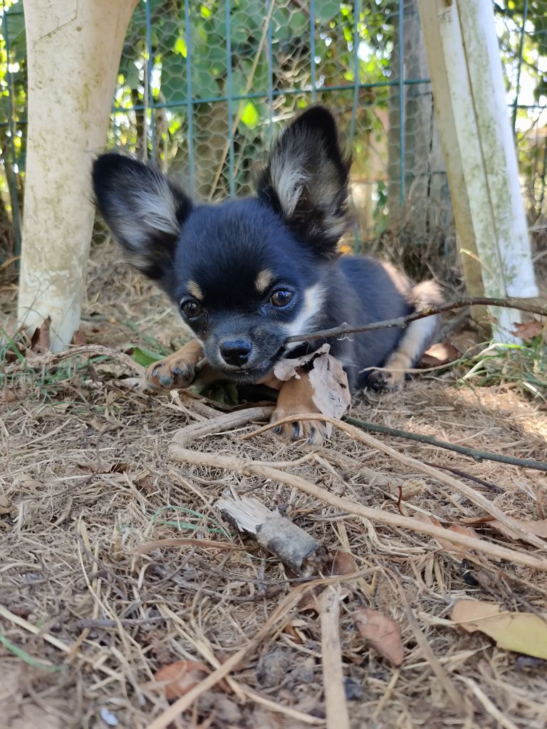D'Earth Of Legends - Chiots disponibles - Chihuahua