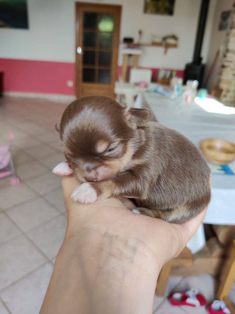 D'Earth Of Legends - Chiots disponibles - Chihuahua