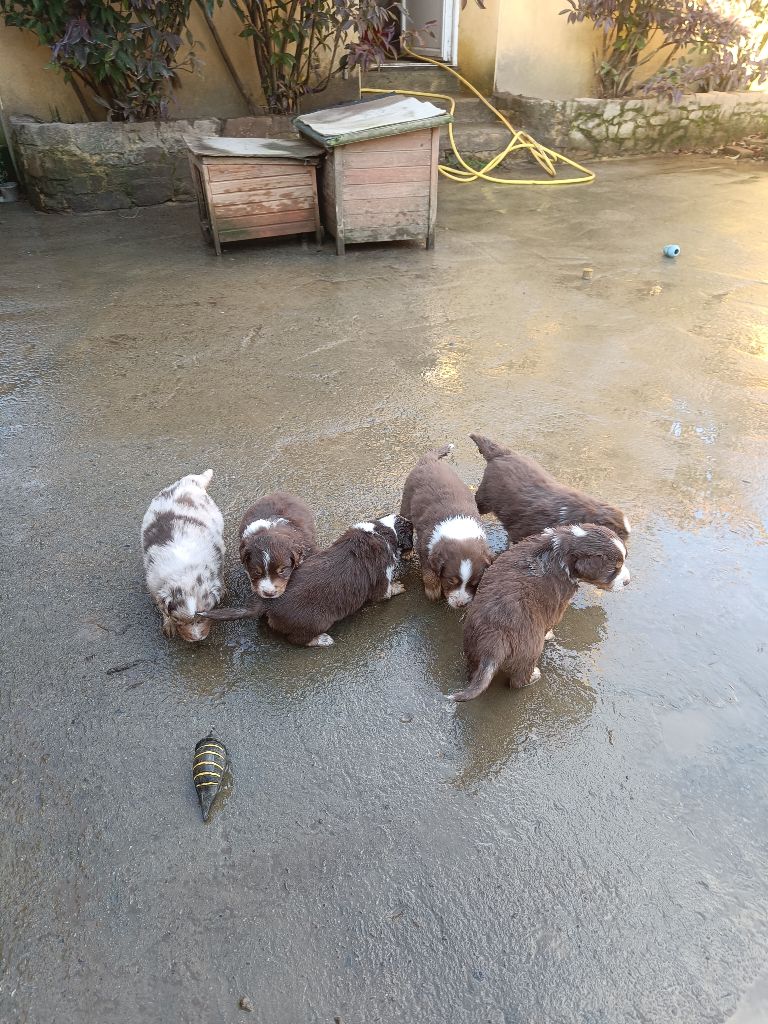 D'Earth Of Legends - Berger Australien - Portée née le 28/10/2025