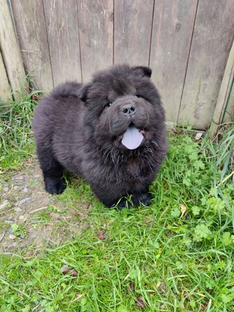 D'Earth Of Legends - Chiots disponibles - Chow Chow