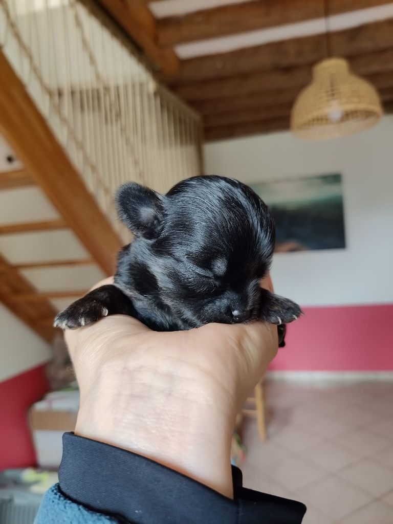 D'Earth Of Legends - Chiots disponibles - Chihuahua
