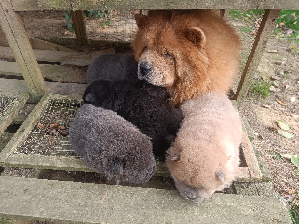 Chiot Chow Chow D'Earth Of Legends