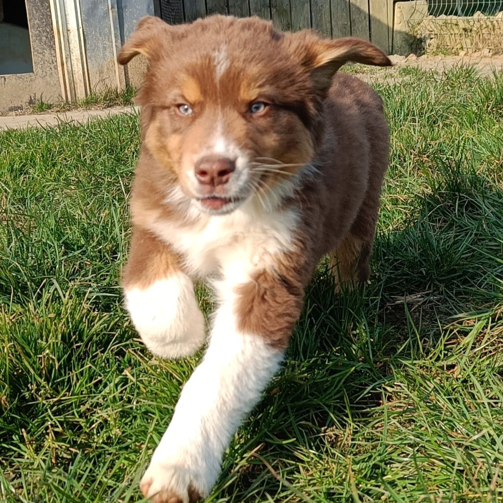 Chiot Berger Australien D'Earth Of Legends