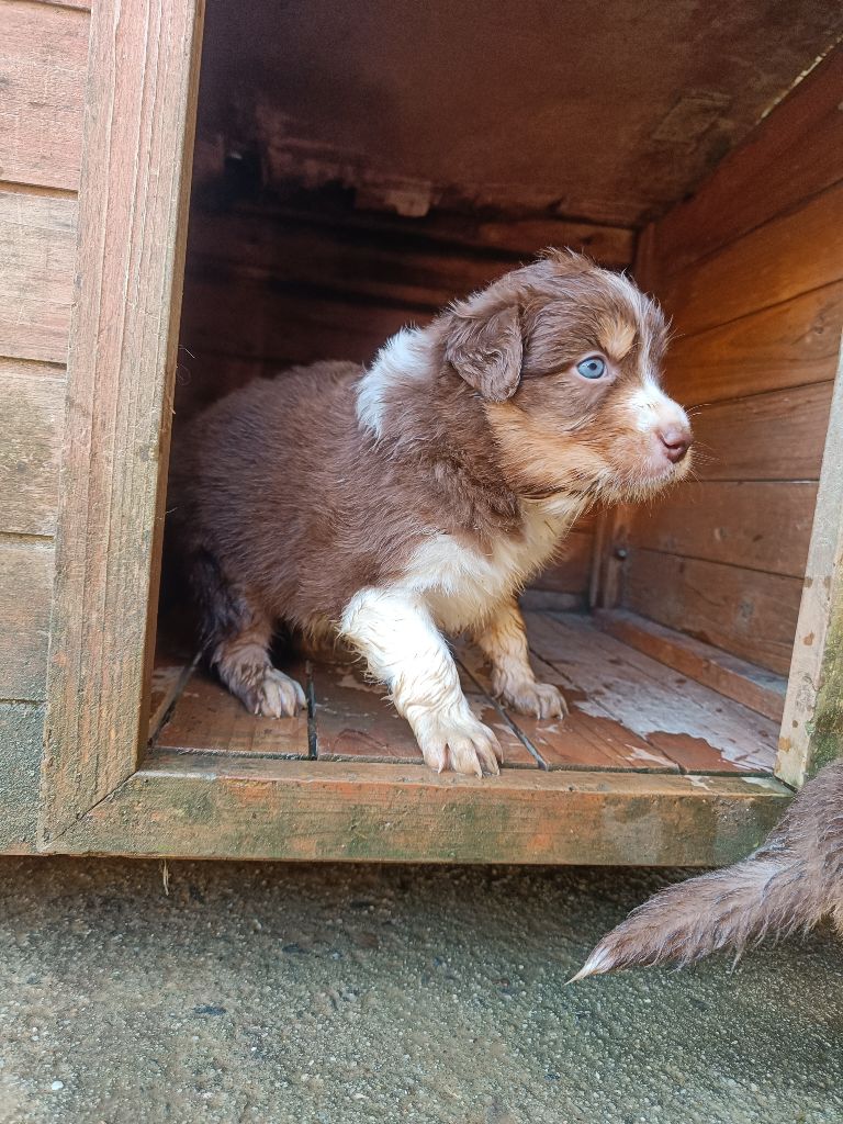 D'Earth Of Legends - Chiots disponibles - Berger Australien