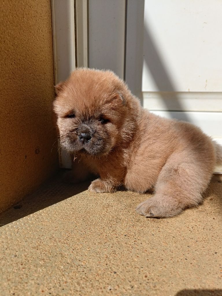 D'Earth Of Legends - Chiots disponibles - Chow Chow