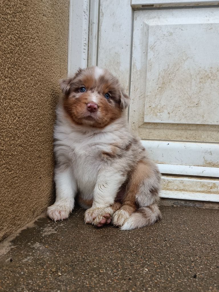 D'Earth Of Legends - Chiots disponibles - Berger Australien