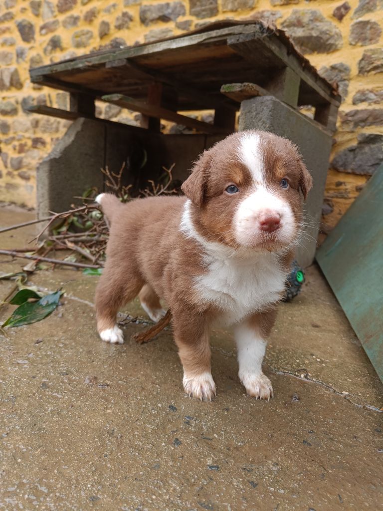 D'Earth Of Legends - Chiots disponibles - Berger Australien