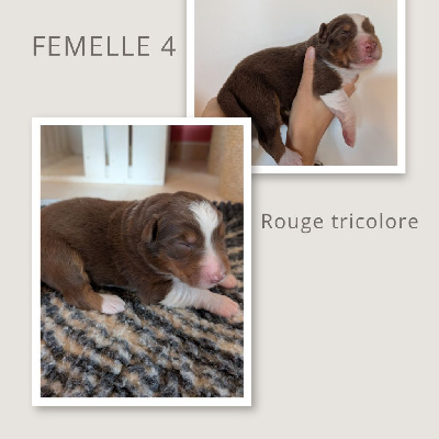 Femelle 4 Rouge
