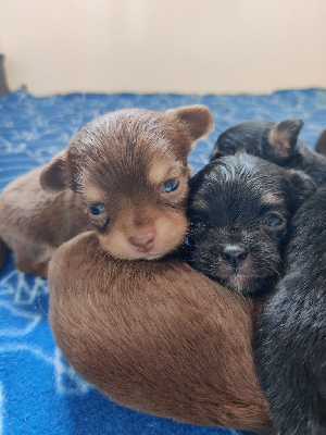 CHIOT 1