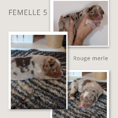 Femelle Rouge Merle