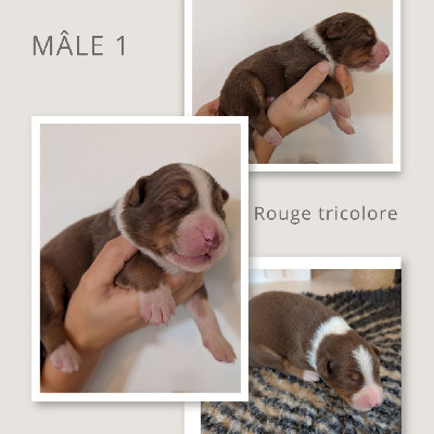 Male Rouge Tricolore