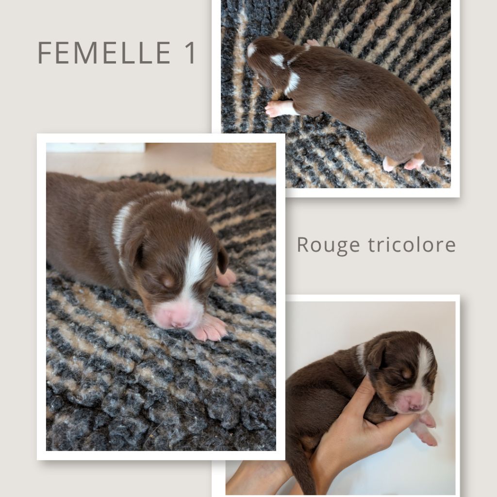 D'Earth Of Legends - Chiots disponibles - Berger Australien