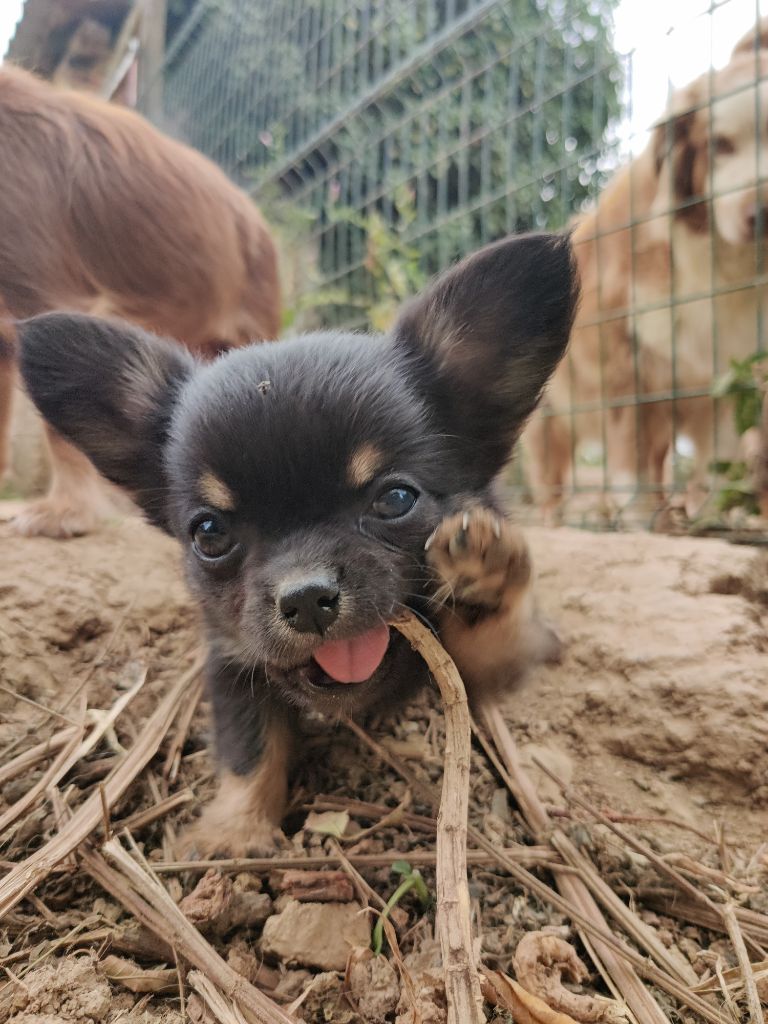 D'Earth Of Legends - Chiots disponibles - Chihuahua