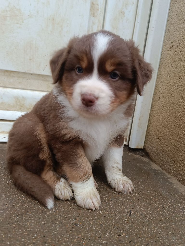 D'Earth Of Legends - Chiots disponibles - Berger Australien