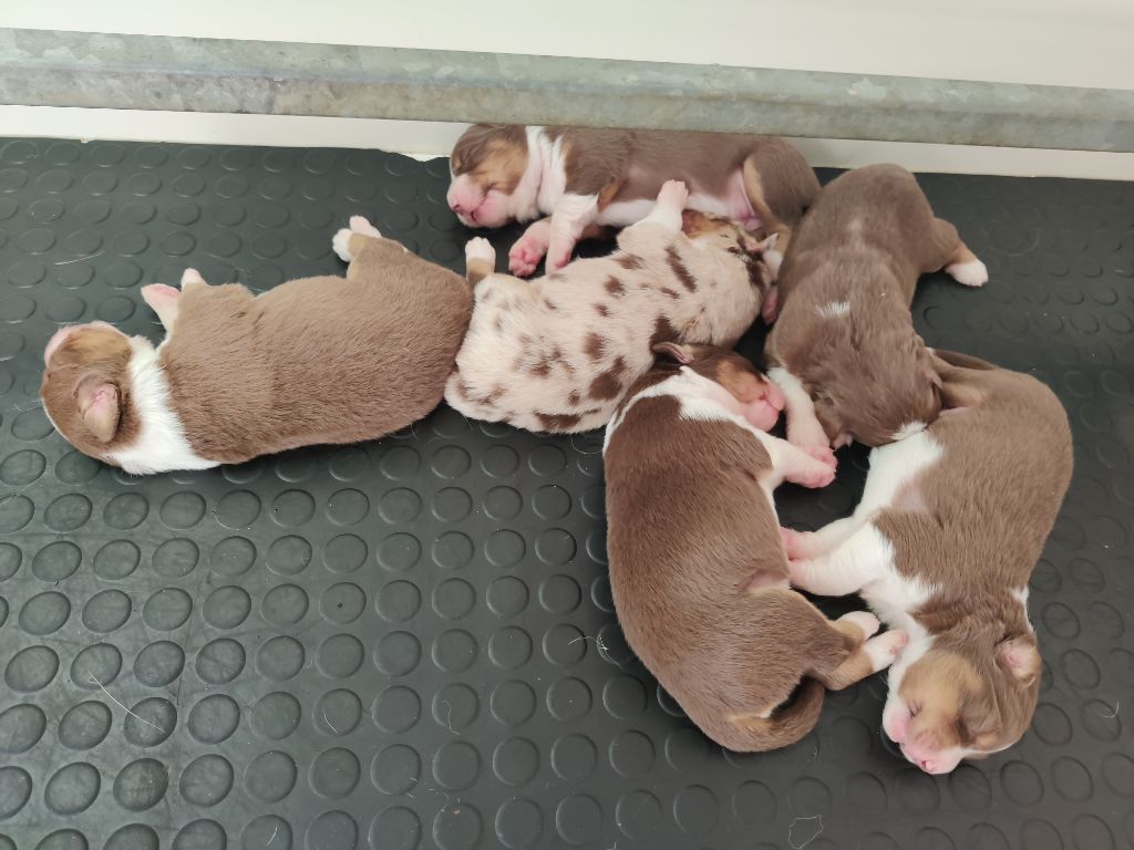 Chiot Berger Australien D'Earth Of Legends