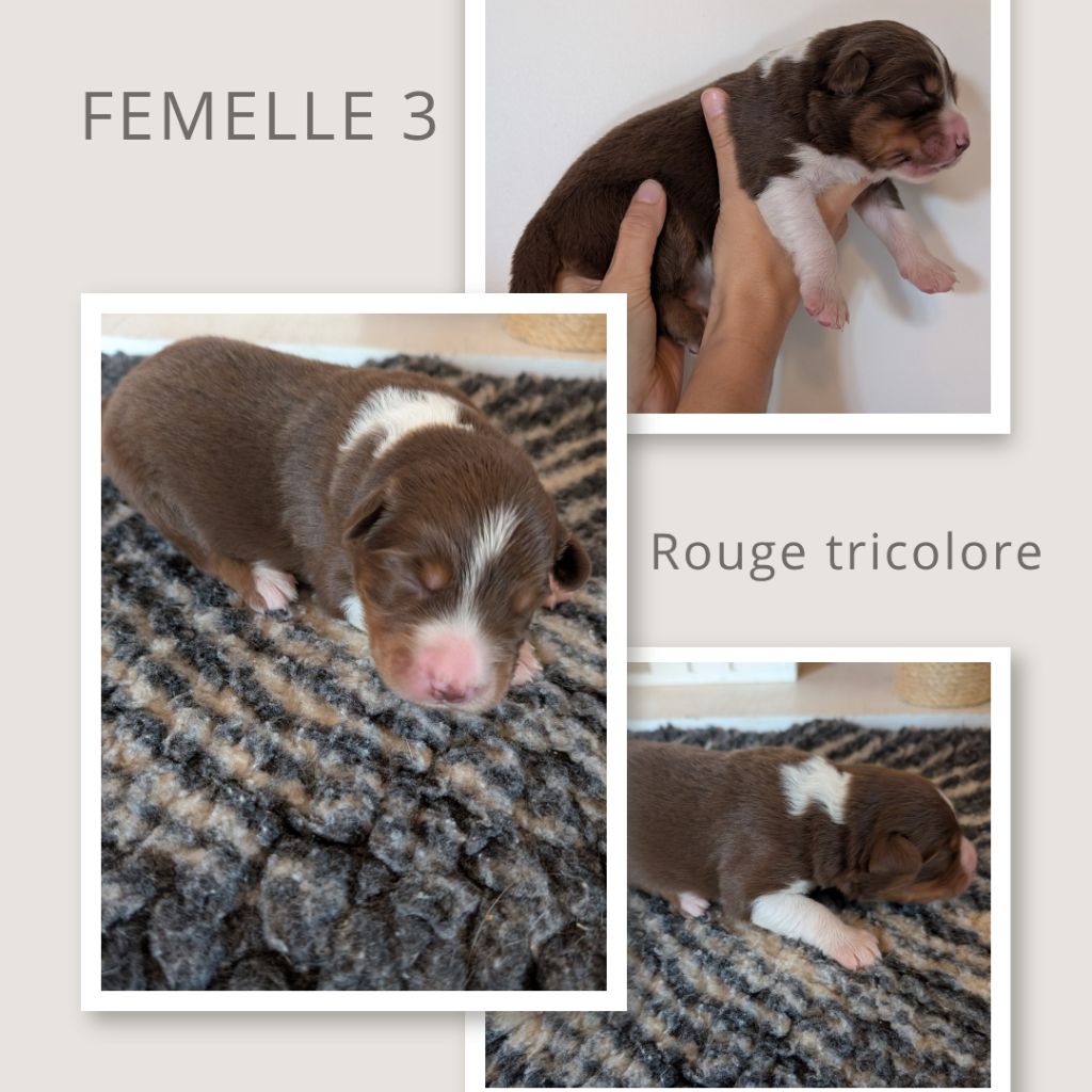 D'Earth Of Legends - Chiots disponibles - Berger Australien