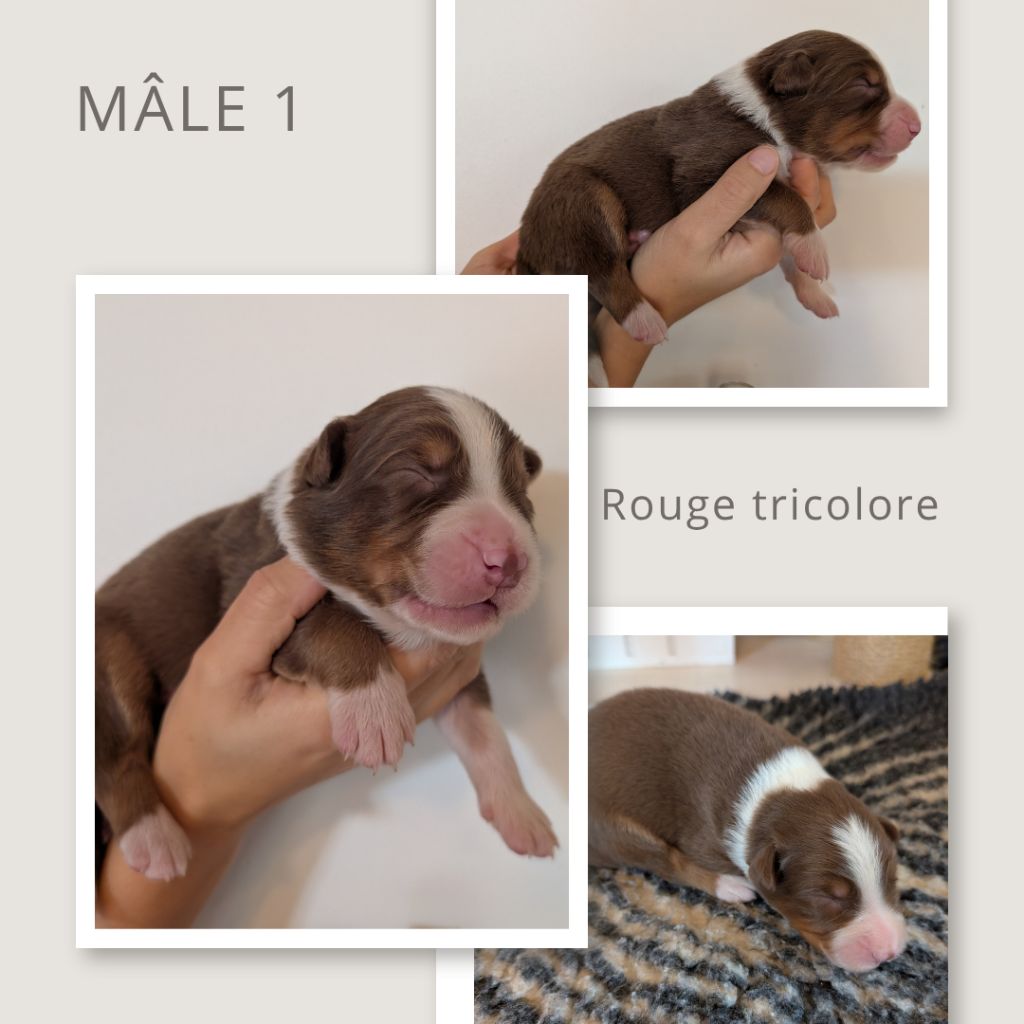 D'Earth Of Legends - Chiots disponibles - Berger Australien